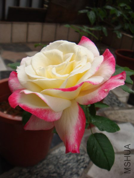 DSC03027.JPG