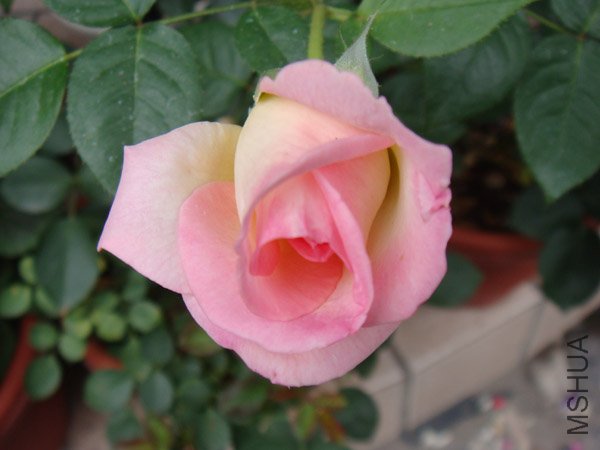 DSC03008.JPG