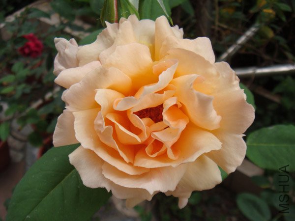 DSC03010.JPG