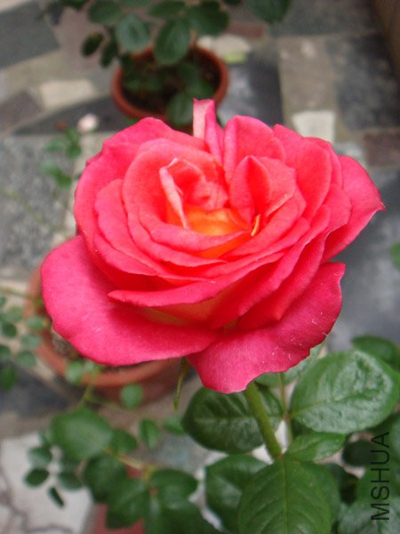 DSC03031.JPG