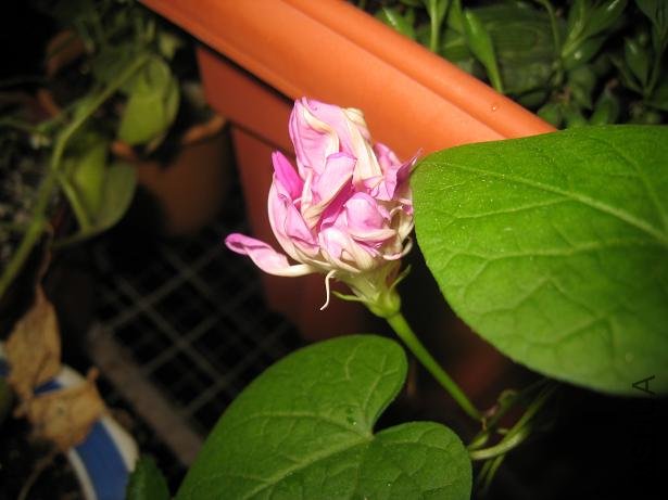 IMG_3824.JPG