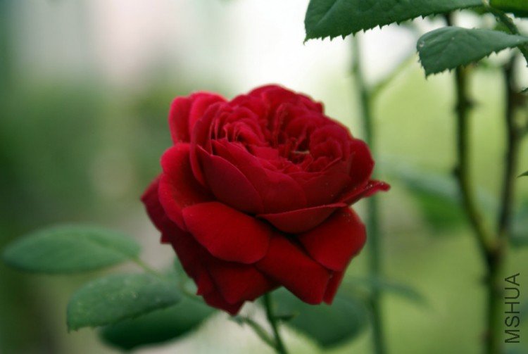 DSC04836.JPG