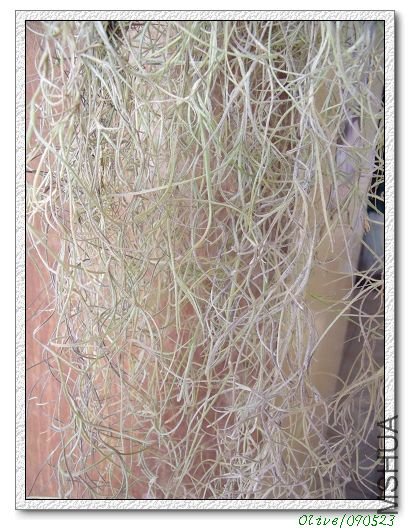 ���ܣ���˿״��ϸҶ�����ġ�