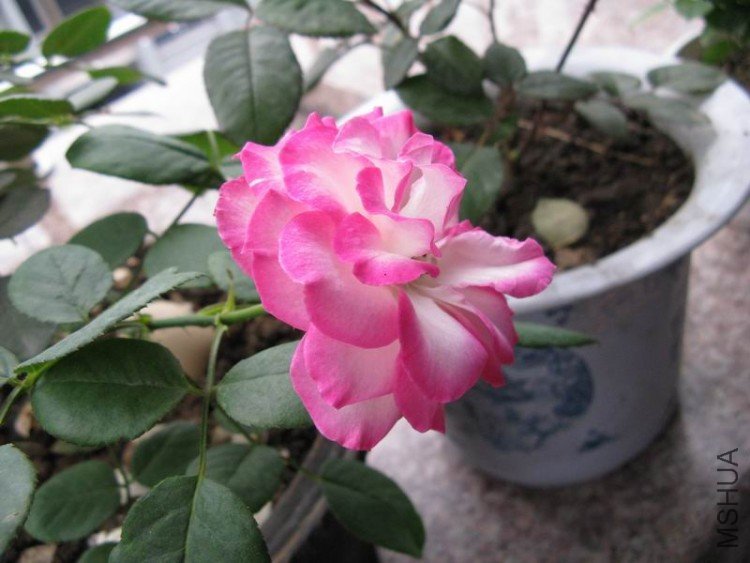 ������С ��Ƭ 009.jpg