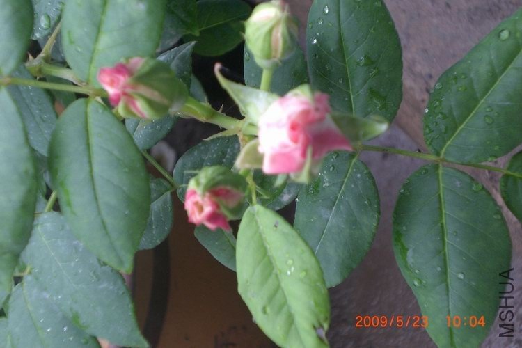 ֦���ϵ��Ľ���