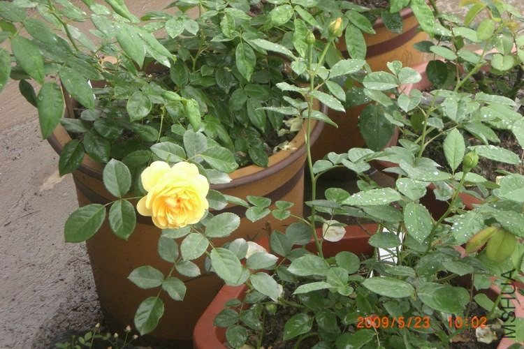 ���Ķ��л�˹֮ǰ����������