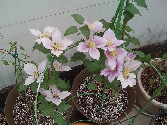 ������С txl-xy0522.jpg