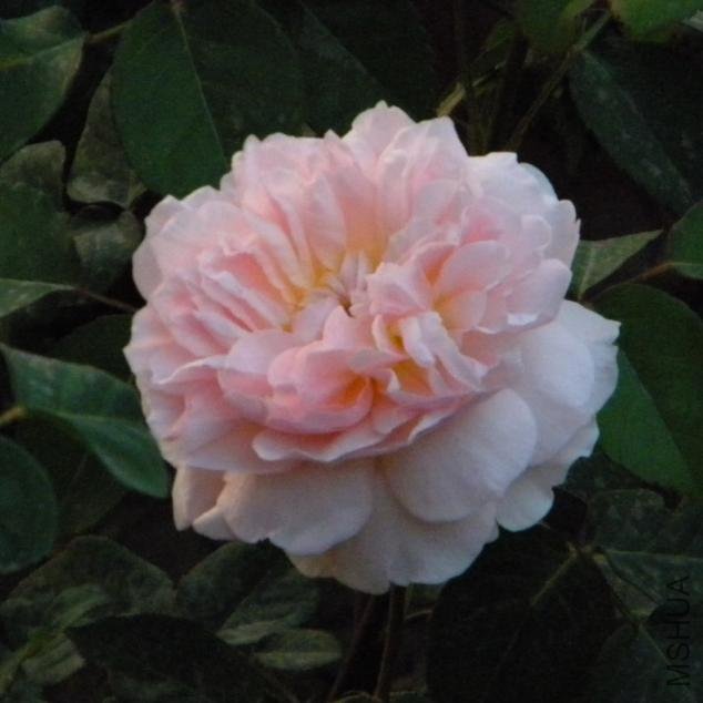 ��ܽ�գ�.jpg