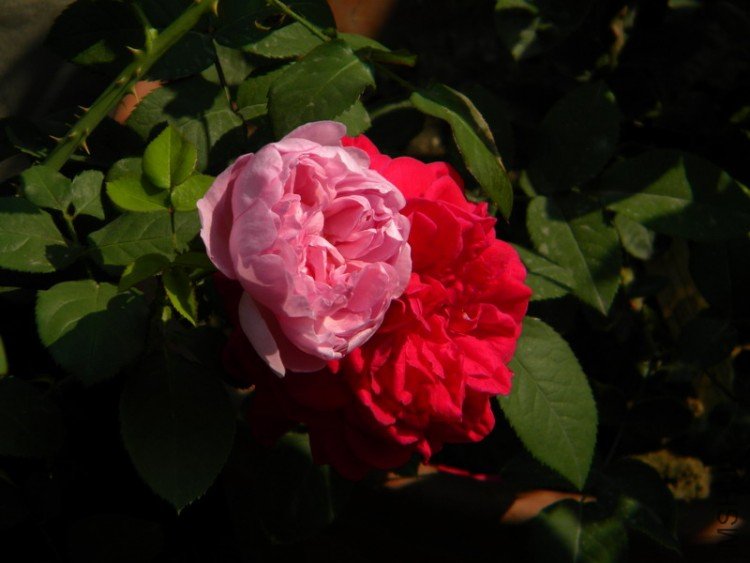 DSCN0642_��С��С.JPG