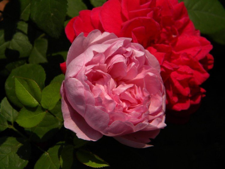 DSCN0654_��С��С.JPG
