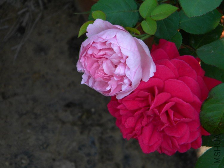 DSCN0638_��С��С.JPG