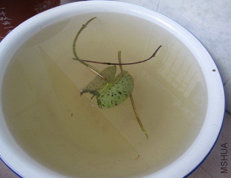 ������3ƬҶ�ӣ�����Ƭ�Ѿ������ϣ����������������