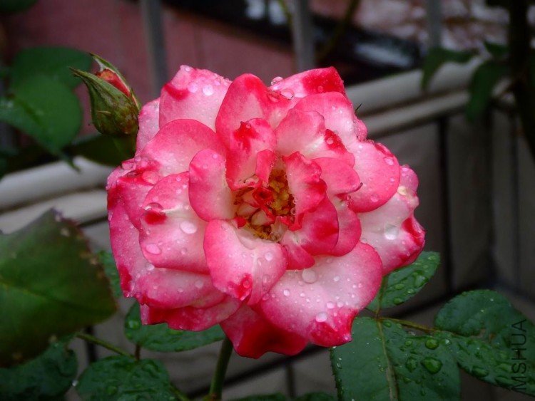 DSCF1290-1.jpg