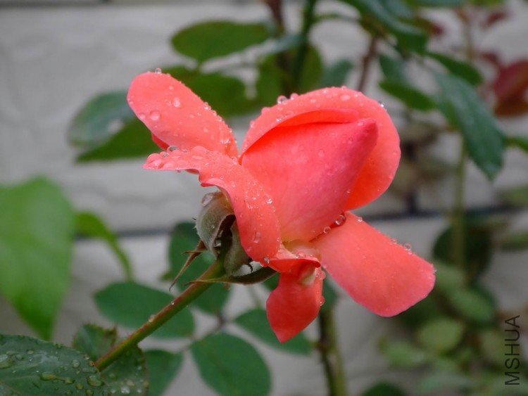 DSCF1293-1.jpg