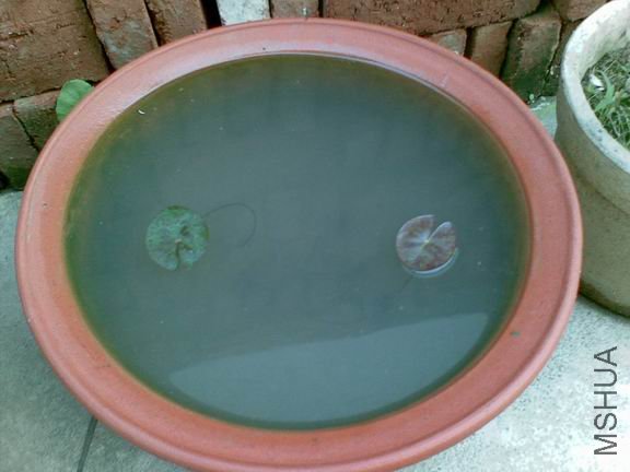 ������С 20090427.jpg