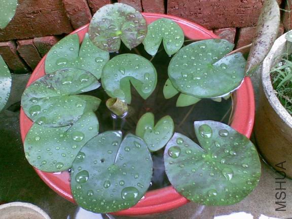 ������С 20090523.jpg