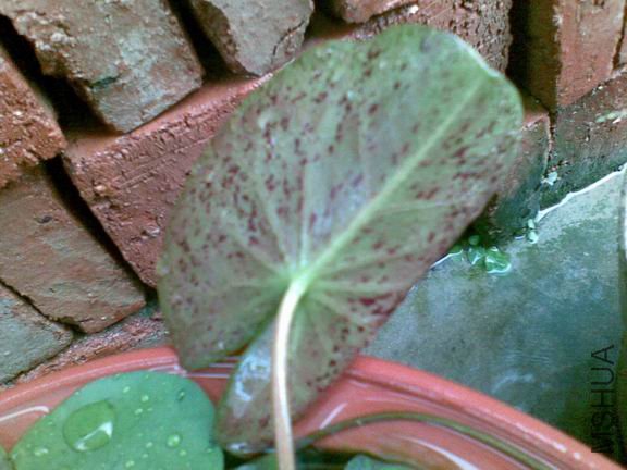 ������С 20090523(002).jpg