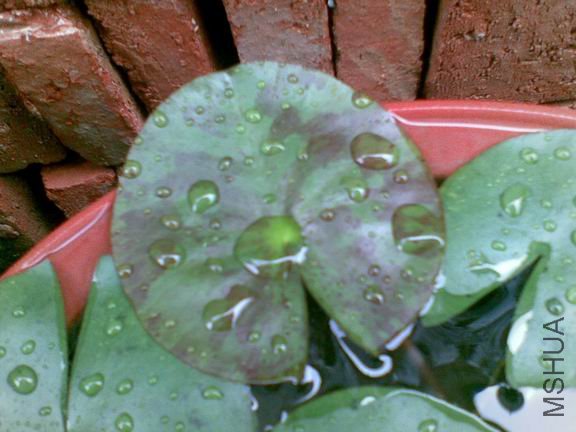 ������С 20090523(001).jpg