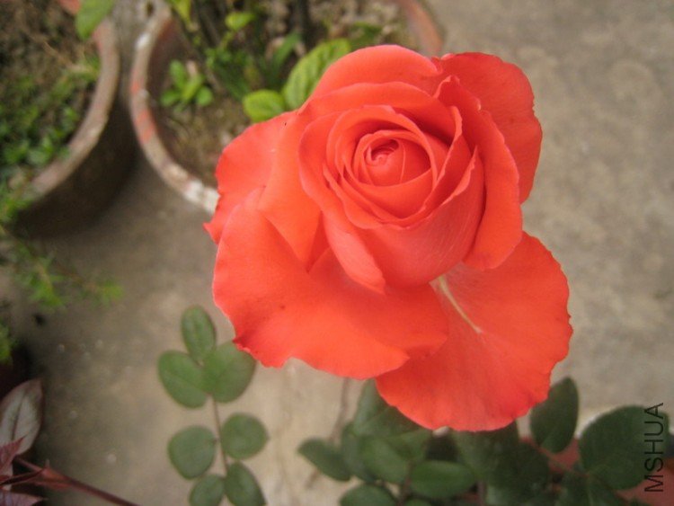 Ӱ��-1.jpg