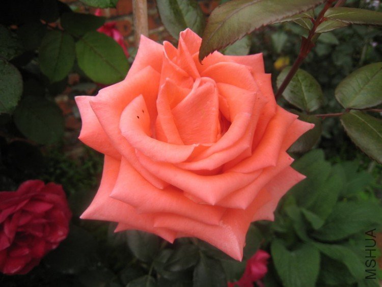 Ӱ��-2.jpg