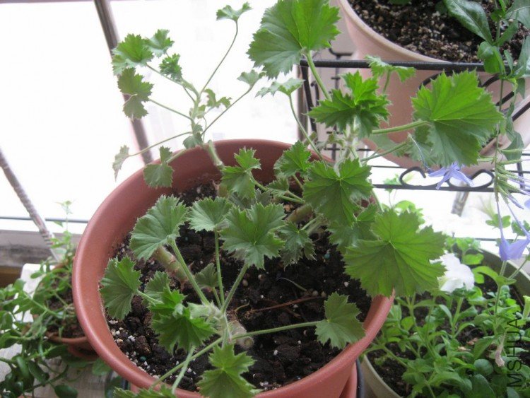 Ϊ������ͷ 011.jpg