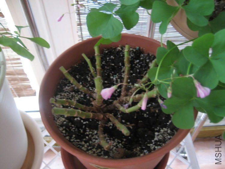 Ϊ������ͷ 012.jpg