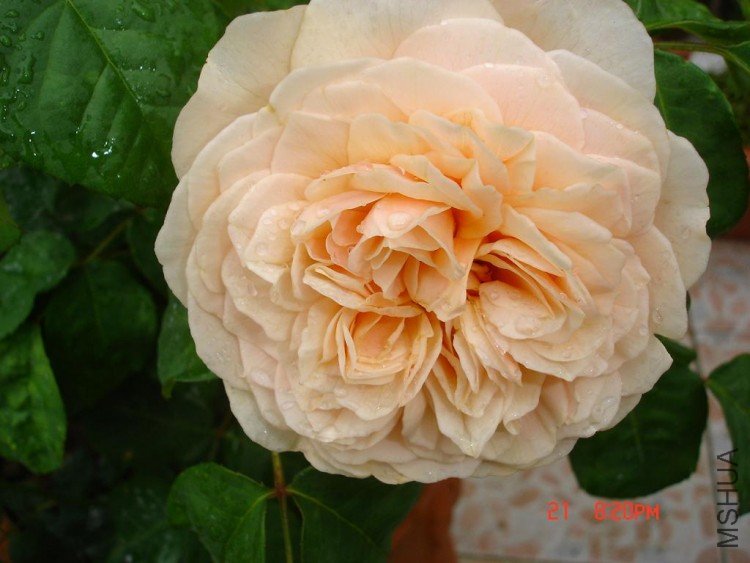 ��Ƭ09515 016.jpg