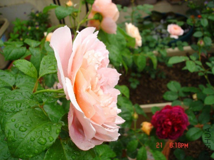 ��Ƭ09515 014.jpg