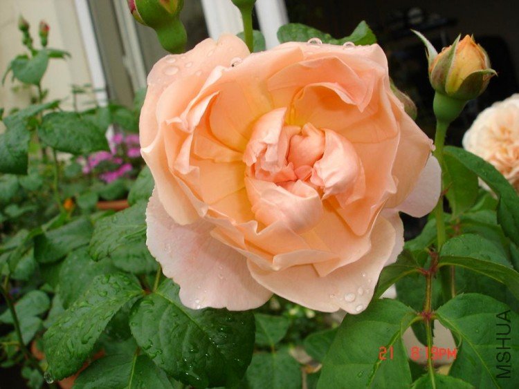 ��Ƭ09515 015.jpg