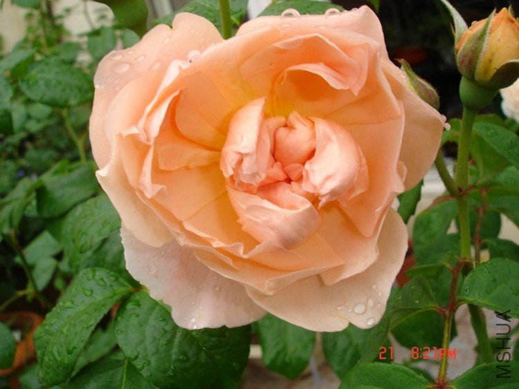 ��Ƭ09515 018.jpg