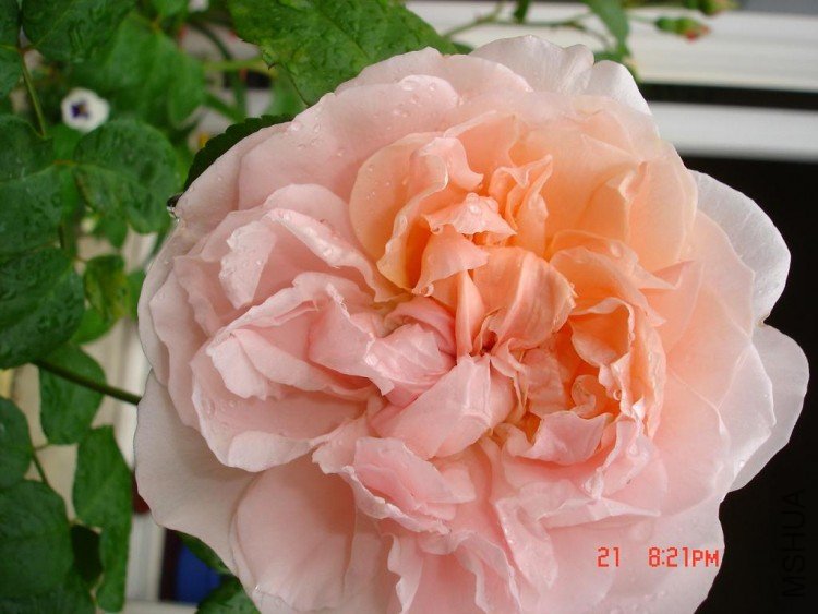 ��Ƭ09515 020.jpg