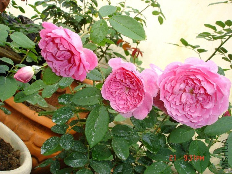 ��Ƭ09515 026.jpg