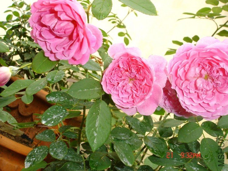 ��Ƭ09515 027.jpg