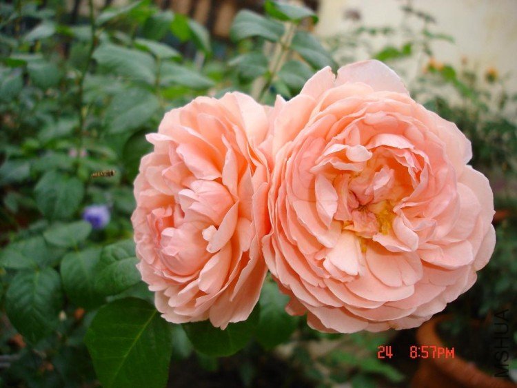 ��Ƭ09516 001.jpg