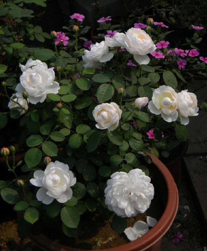 Glamis Castle.jpg