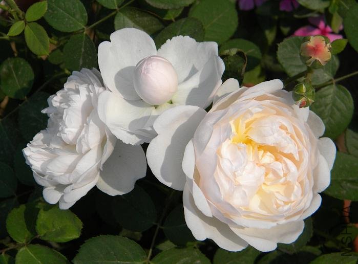 Glamis Castle 1.jpg