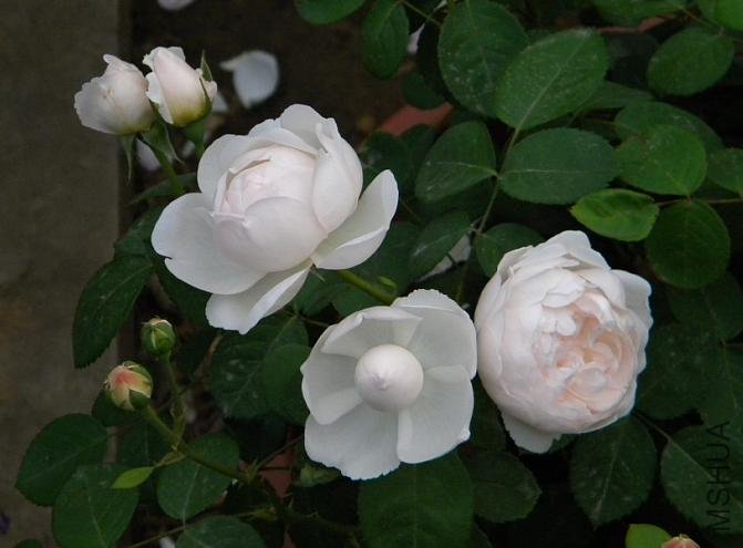 Glamis Castle2.jpg