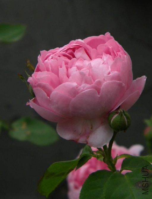 Charles Rennie Mackintosh 3.jpg