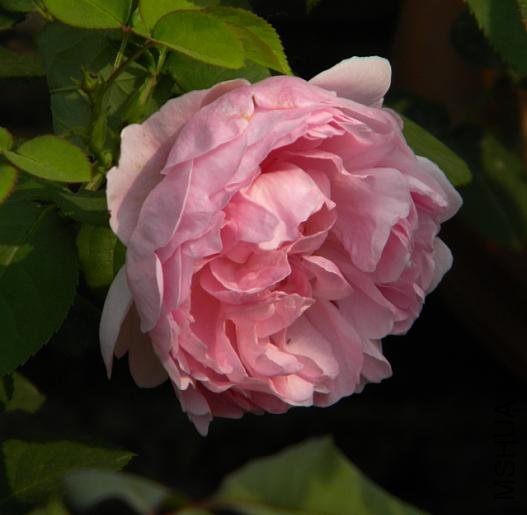 Charles Rennie Mackintosh.jpg