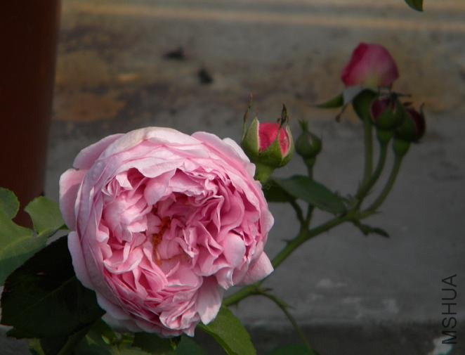 Charles Rennie Mackintosh 1.jpg