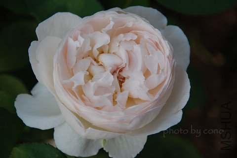 nEO_IMG_DSC_0447.jpg