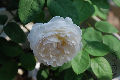 nEO_IMG_DSC_0694.jpg