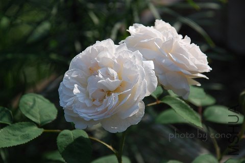 nEO_IMG_DSC_0686.jpg