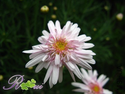 �������-���� 6.jpg