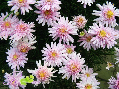 �������-���� 10.jpg