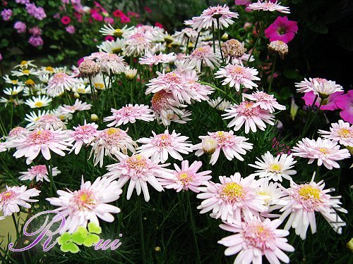 �������-���� 11.jpg