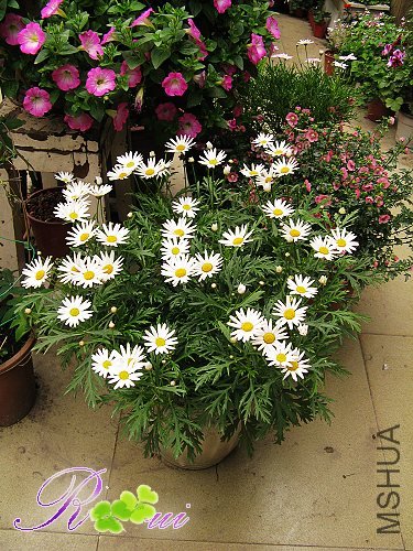 �������-�� 10.jpg