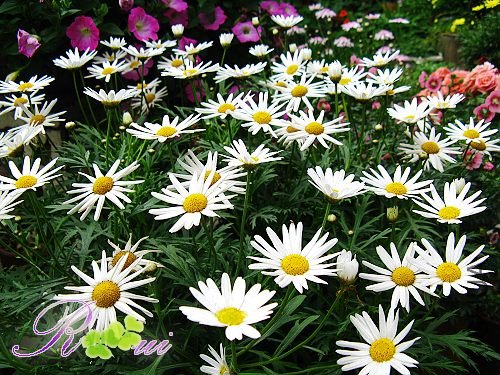 �������-�� 12.jpg