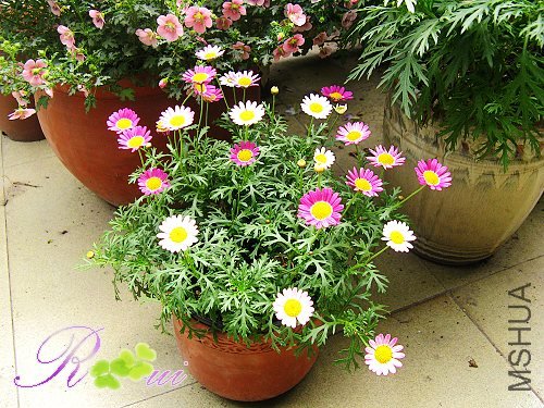 �������-��� 3.jpg