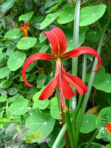 ����ˮ�� 9.jpg